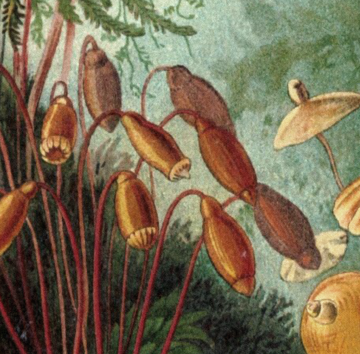 Tropical Antique Wallpaper Mural
