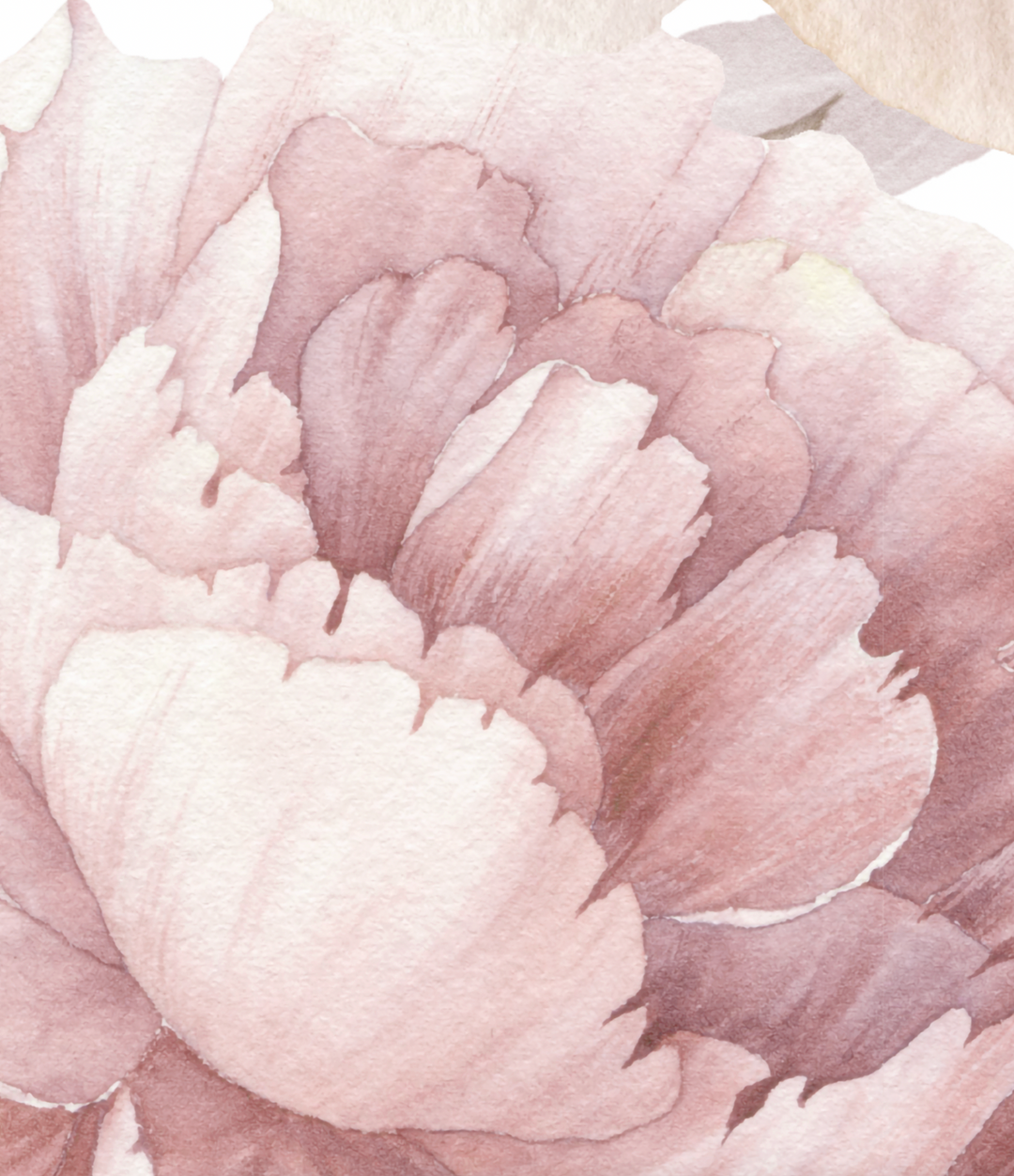 Muted Blush Watercolor Peony Garden